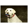 Chuckit Ultra Squeaker Ball , M , CSIPOGÓS , 2db