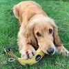 BARRY a banán - öko kutyajáték , Green & Wild