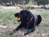 CSAVAR - Jutalomfalattal tölthető, méreganyagmentes játék kutyáknak , SodaPup®